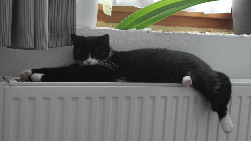 Appartement Gwiggner Niederau Bagian luar foto